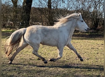 Caballos islandeses, Yegua, 3 años, 139 cm