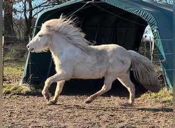 Caballos islandeses, Yegua, 3 años, 139 cm
