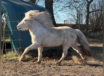 Caballos islandeses, Yegua, 3 años, 139 cm