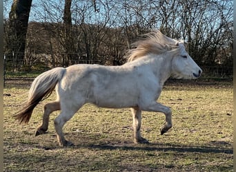 Caballos islandeses, Yegua, 3 años, 139 cm