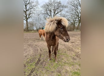 Caballos islandeses, Yegua, 3 años, 139 cm