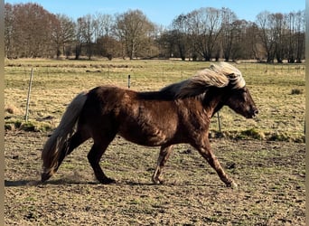 Caballos islandeses, Yegua, 3 años, 139 cm