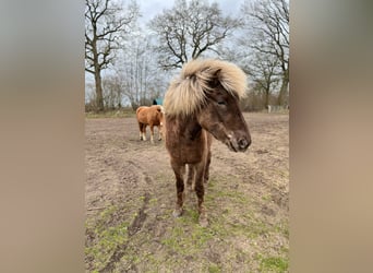 Caballos islandeses, Yegua, 3 años, 139 cm