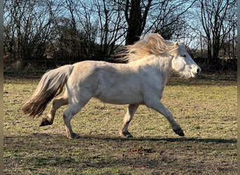 Caballos islandeses, Yegua, 3 años, 139 cm