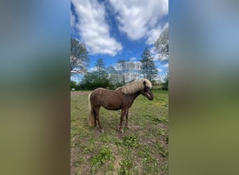 Caballos islandeses, Yegua, 3 años, 139 cm