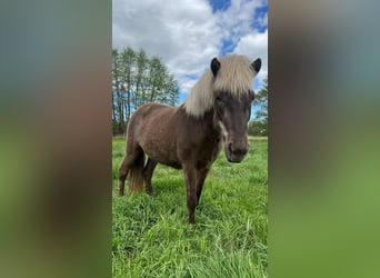 Caballos islandeses, Yegua, 3 años, 139 cm