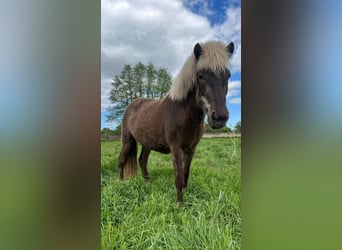 Caballos islandeses, Yegua, 3 años, 139 cm