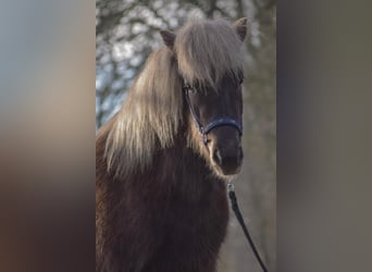 Caballos islandeses, Yegua, 3 años, 139 cm