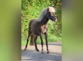 Caballos islandeses, Yegua, 3 años, 139 cm