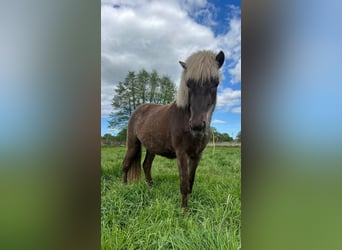 Caballos islandeses, Yegua, 3 años, 139 cm