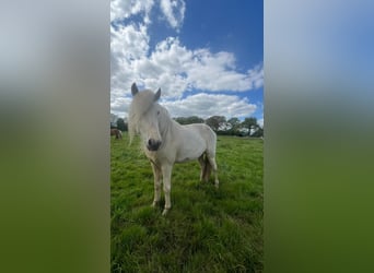 Caballos islandeses, Yegua, 3 años, 139 cm