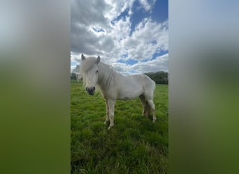 Caballos islandeses, Yegua, 3 años, 139 cm