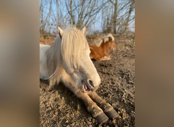 Caballos islandeses, Yegua, 3 años, 139 cm