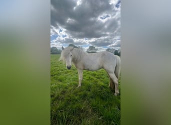 Caballos islandeses, Yegua, 3 años, 139 cm
