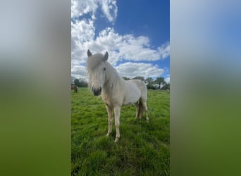 Caballos islandeses, Yegua, 3 años, 139 cm