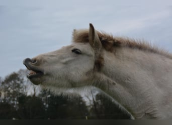 Caballos islandeses, Yegua, 3 años, 139 cm