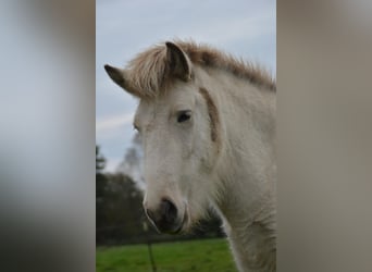 Caballos islandeses, Yegua, 3 años, 139 cm