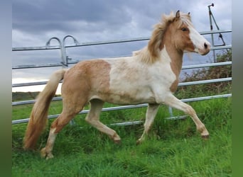 Caballos islandeses, Yegua, 3 años, 139 cm, Pío