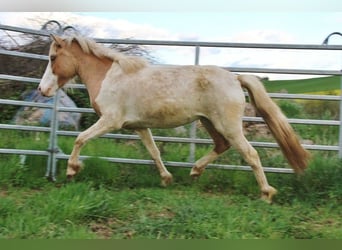 Caballos islandeses, Yegua, 3 años, 139 cm, Pío