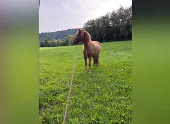Caballos islandeses, Yegua, 3 años, 140 cm, Alazán rojizo