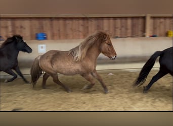 Caballos islandeses, Yegua, 3 años, 140 cm, Bayo