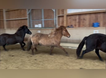 Caballos islandeses, Yegua, 3 años, 140 cm, Bayo