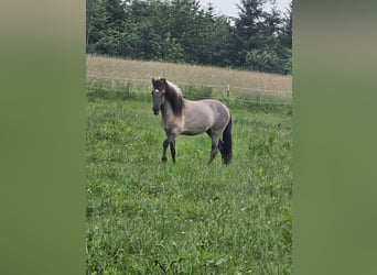 Caballos islandeses, Yegua, 3 años, 140 cm, Bayo