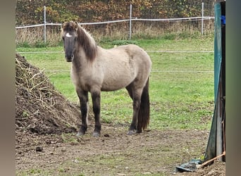 Caballos islandeses, Yegua, 3 años, 140 cm, Bayo