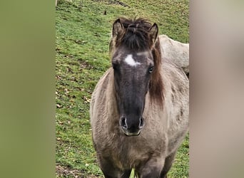 Caballos islandeses, Yegua, 3 años, 140 cm, Bayo