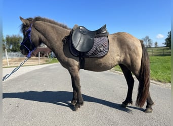 Caballos islandeses, Yegua, 3 años, 140 cm, Bayo