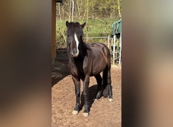 Caballos islandeses, Yegua, 3 años, 140 cm, Negro