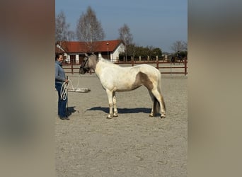Caballos islandeses Mestizo, Yegua, 3 años, 140 cm, Pío