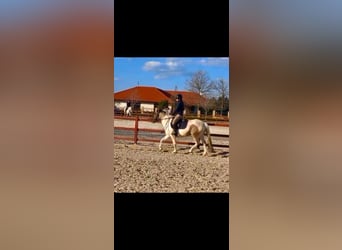 Caballos islandeses Mestizo, Yegua, 3 años, 140 cm, Pío