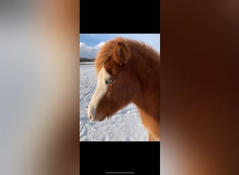 Caballos islandeses, Yegua, 3 años, 142 cm, Alazán-tostado
