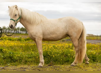 Caballos islandeses, Yegua, 3 años, 142 cm, Palomino