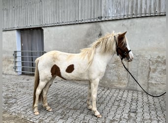 Caballos islandeses, Yegua, 3 años, 143 cm, Tobiano-todas las-capas