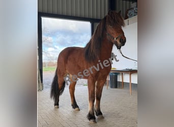 Caballos islandeses, Yegua, 3 años, 144 cm, Castaño