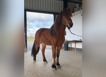 Caballos islandeses, Yegua, 3 años, 144 cm, Castaño