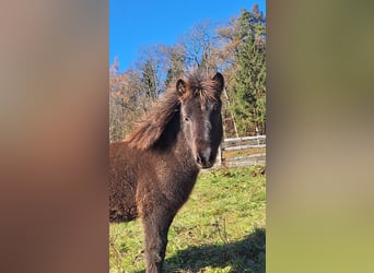 Caballos islandeses, Yegua, 3 años