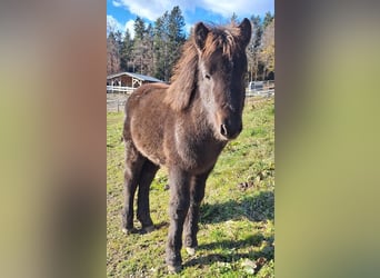 Caballos islandeses, Yegua, 3 años