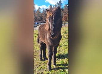 Caballos islandeses, Yegua, 3 años