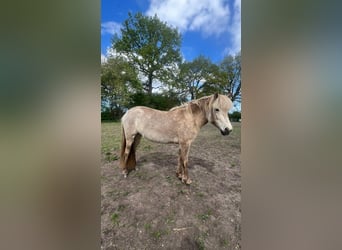 Caballos islandeses, Yegua, 3 años