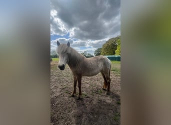 Caballos islandeses, Yegua, 3 años