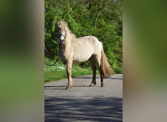 Caballos islandeses, Yegua, 3 años