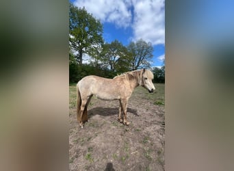 Caballos islandeses, Yegua, 3 años