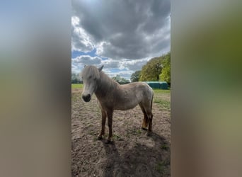 Caballos islandeses, Yegua, 3 años