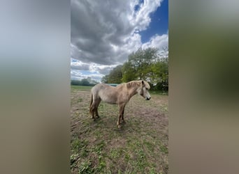 Caballos islandeses, Yegua, 3 años