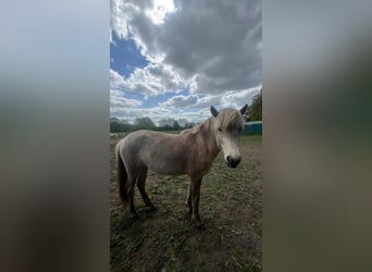 Caballos islandeses, Yegua, 3 años