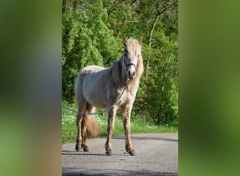 Caballos islandeses, Yegua, 3 años