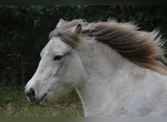Caballos islandeses, Yegua, 3 años